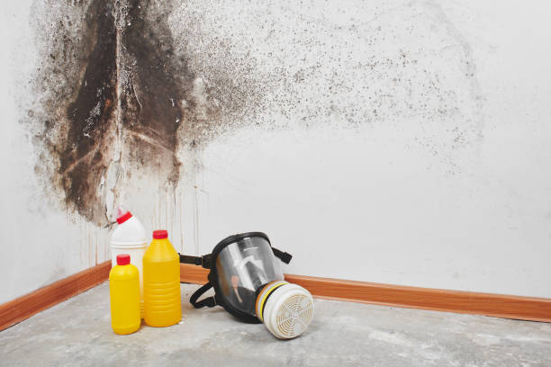 Best Black Mold Removal  in Reidsville, NC
