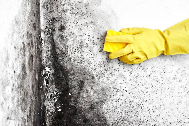 Best Same-Day Mold Removal  in Reidsville, NC
