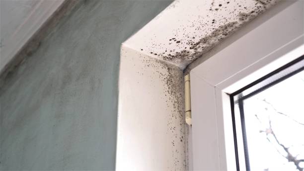 Best Mold Testing and Removal  in Reidsville, NC