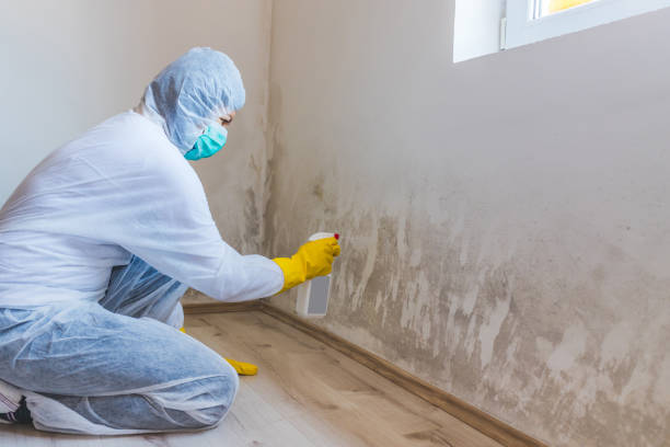 Best Mold Damage Repair  in Reidsville, NC