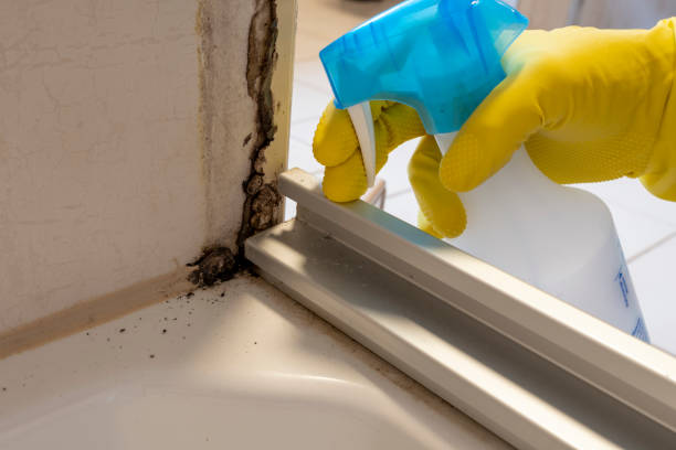 Best Black Mold Removal  in Reidsville, NC