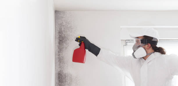 Mold Testing and Removal in Reidsville, NC