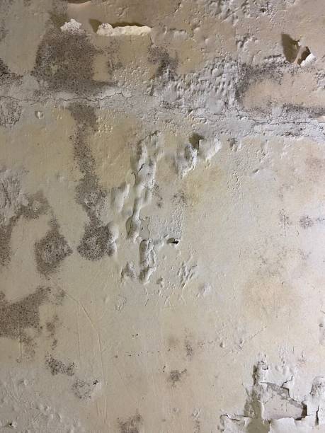 Attic Mold Removal in Reidsville, NC