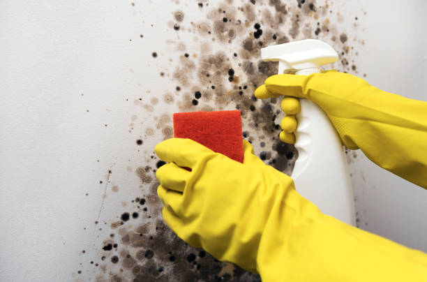 Best Crawl Space Mold Removal  in Reidsville, NC