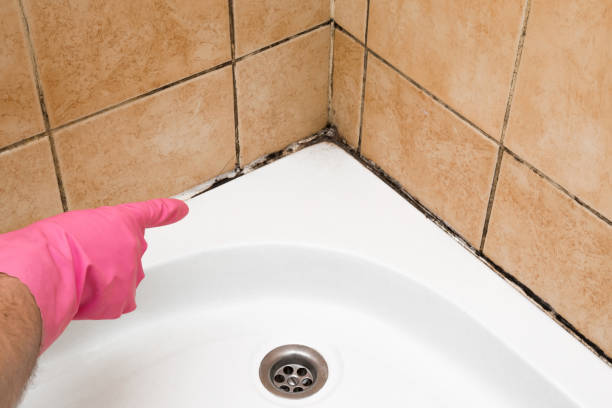 Best Certified Mold Removal  in Reidsville, NC